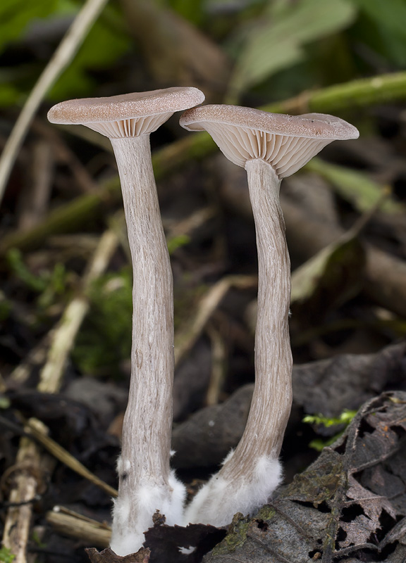 Pseudoclitocybe cyathiformis